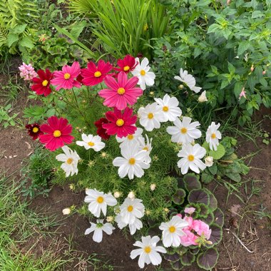 Gaz's garden