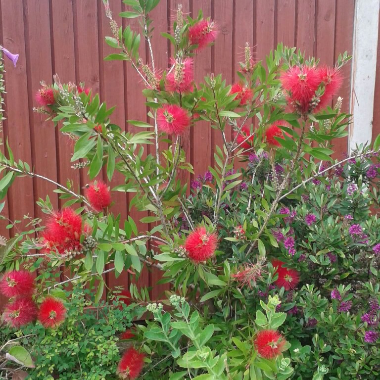 Gaz's garden