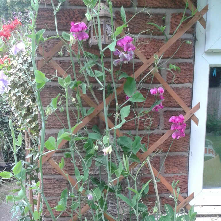 Gaz's garden