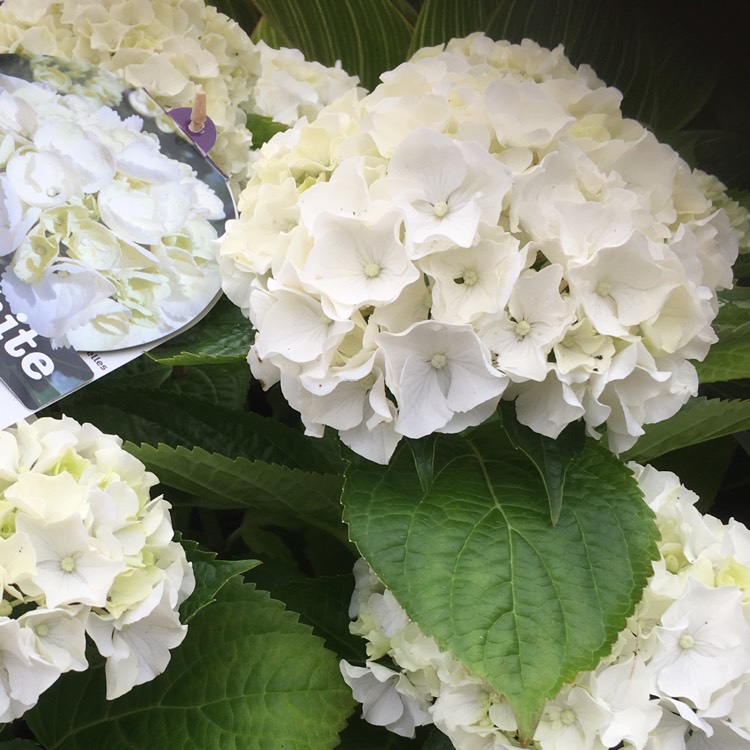 plant image 480365