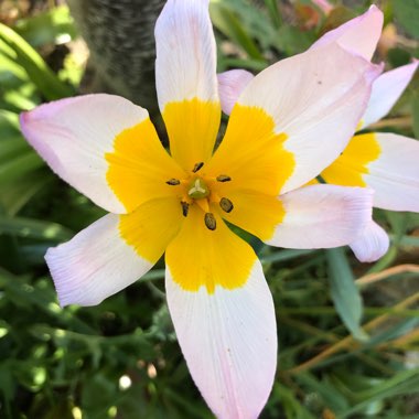 Tulipa saxatilis (Bakeri Group) 'Lilac Wonder'