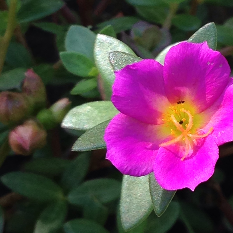 Plant image Portulaca amilis