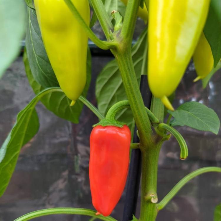 plant image 1620634