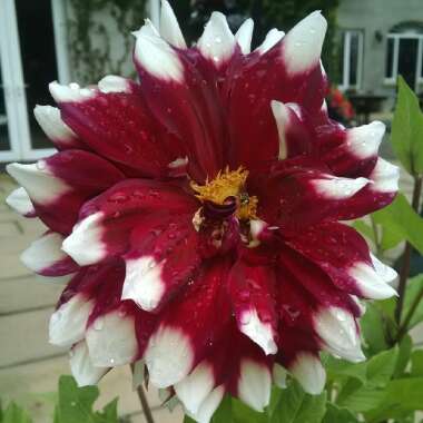 Dahlia 'Mystery Day' (Decorative)