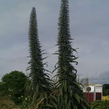 Pride of Tenerife
