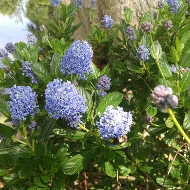 Californian Lilac