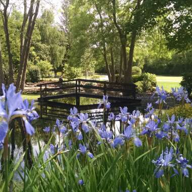Gary's garden