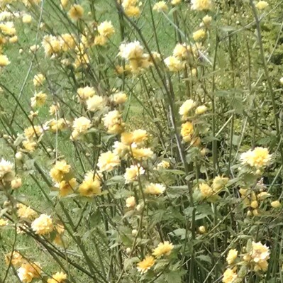 Gary's garden