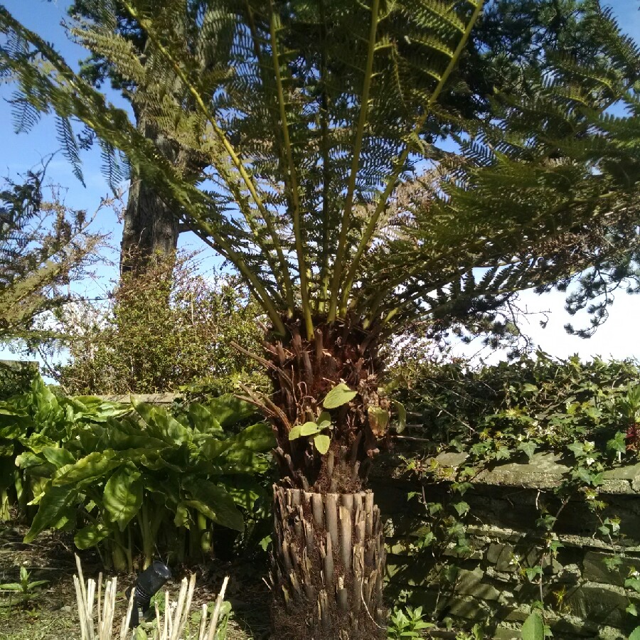 plant image 57217