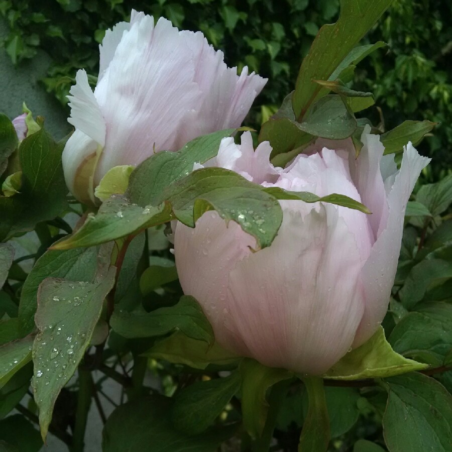 Plant image Paeonia x suffruticosa 'Lan Bao Shi' syn. Paeonia x suffruticosa 'Blue Sapphire', Paeonia x suffruticosa 'Blue Jewel'