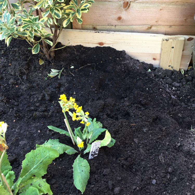 plant image 1262691