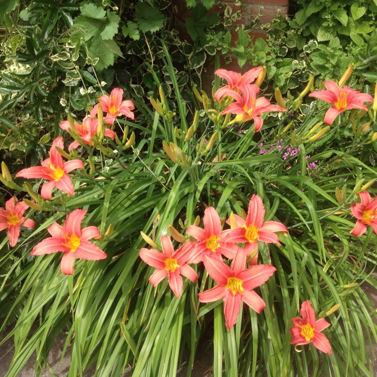 plant image 521336