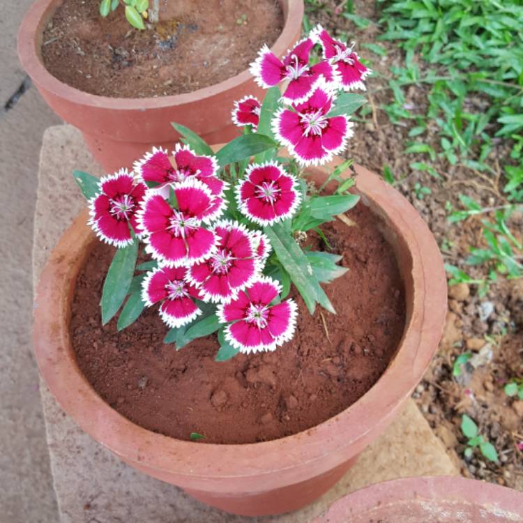 plant image 459211