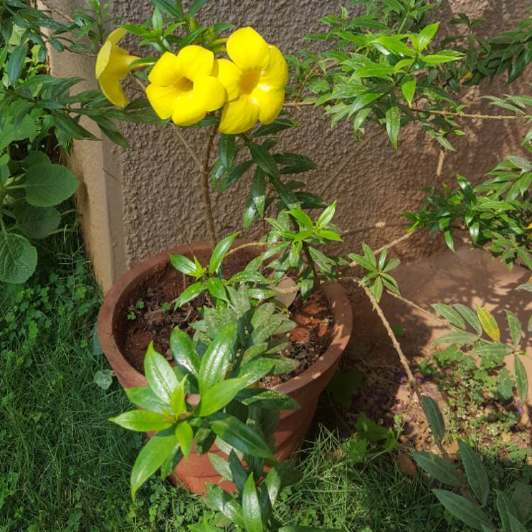 Plant image Allamanda