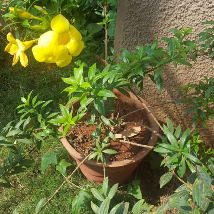 plant image 461579