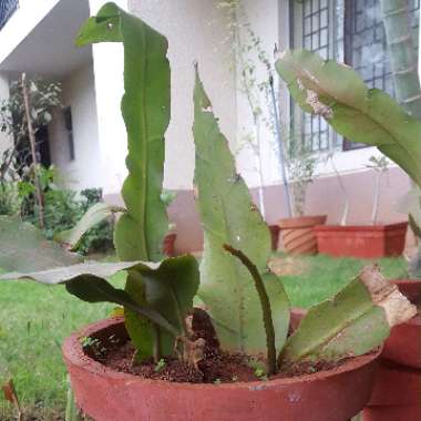 Epiphyllum oxypetalum
