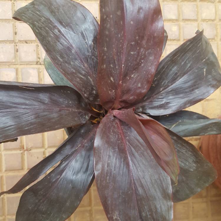 plant image 479754