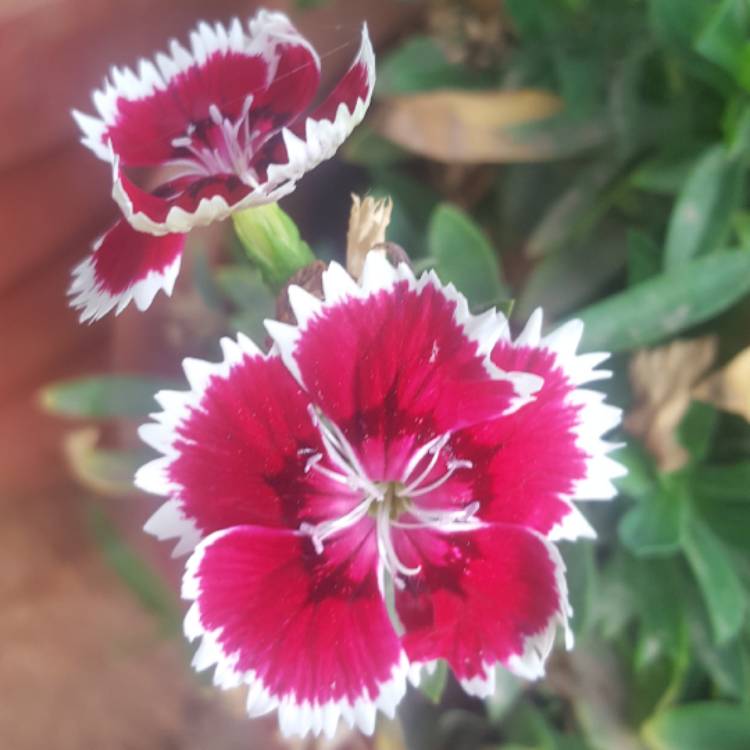 plant image 528064