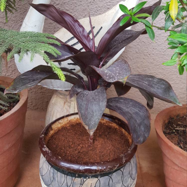 Plant image Cordyline fruticosa 'Chocolate Queen'