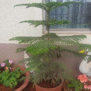 Araucaria heterophylla