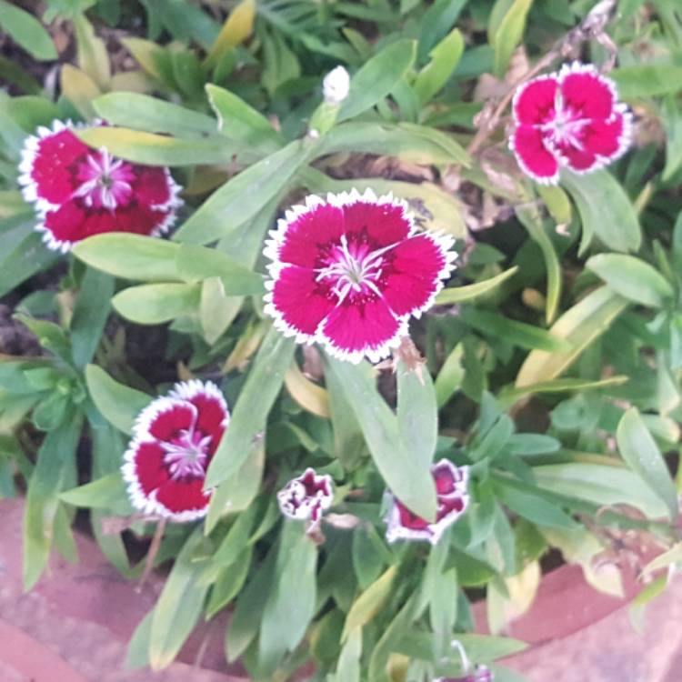 plant image 570160