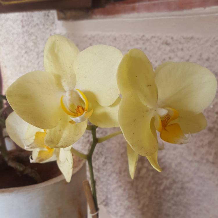 plant image 572599