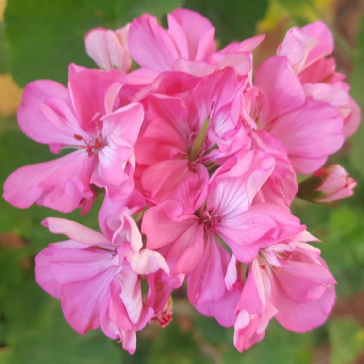 plant image 589831