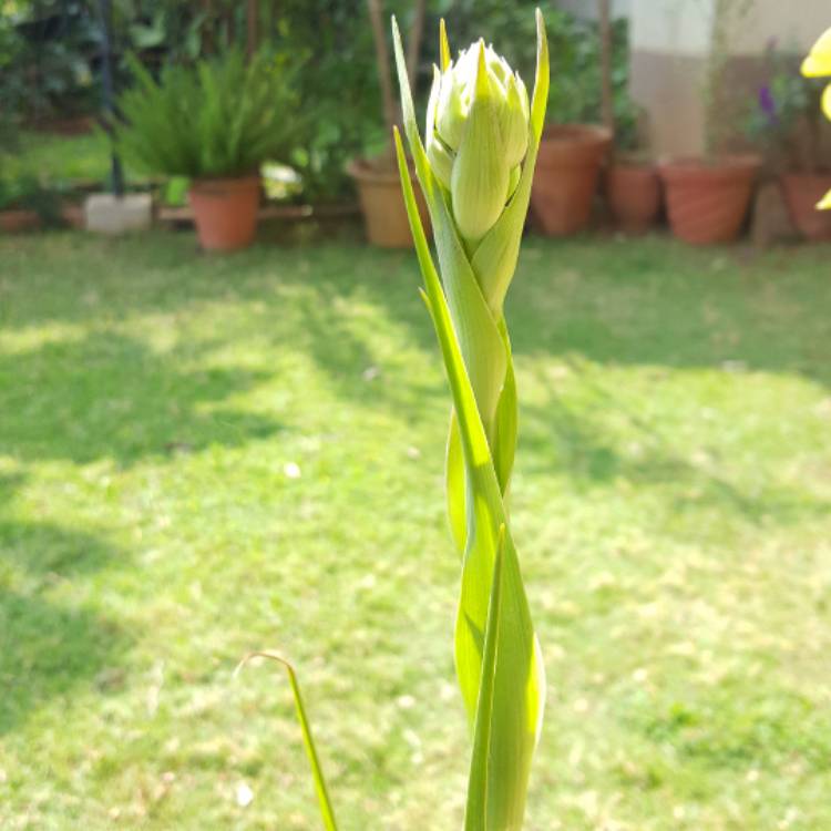 plant image 599451
