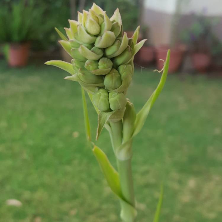 plant image 602724