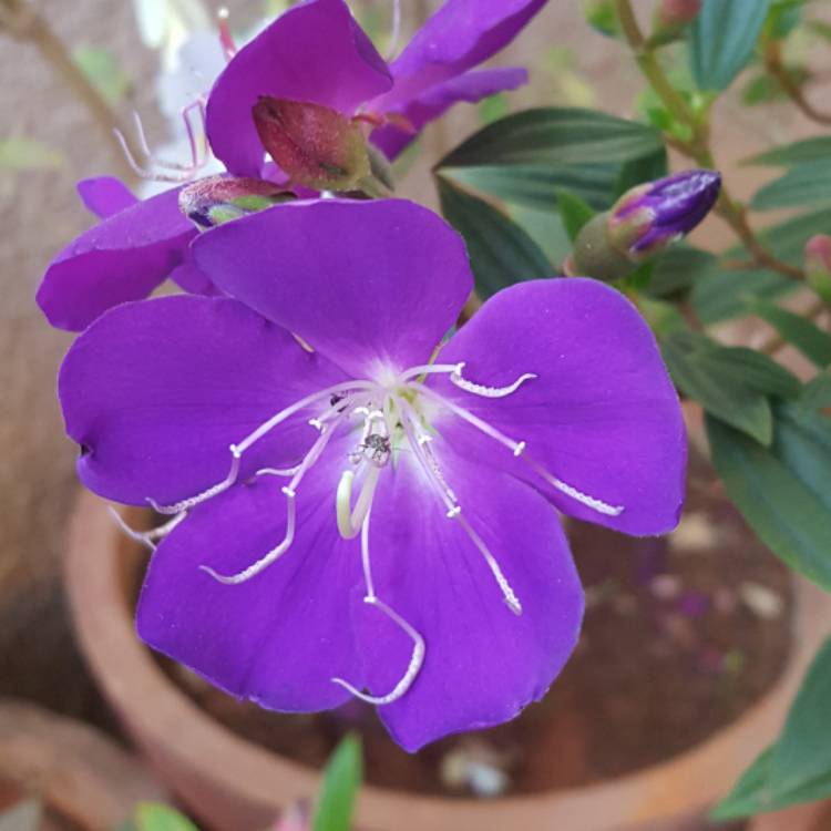 plant image 605255