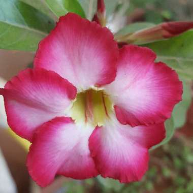 Adenium obesum