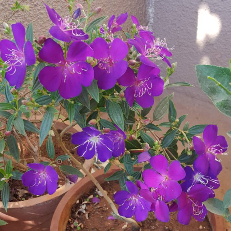 plant image 611341