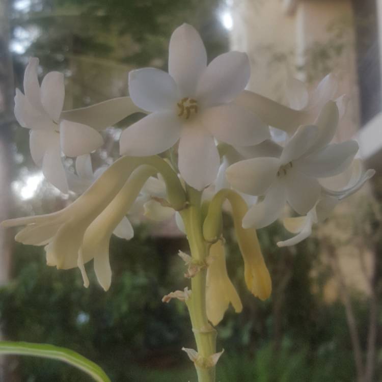 plant image 612946