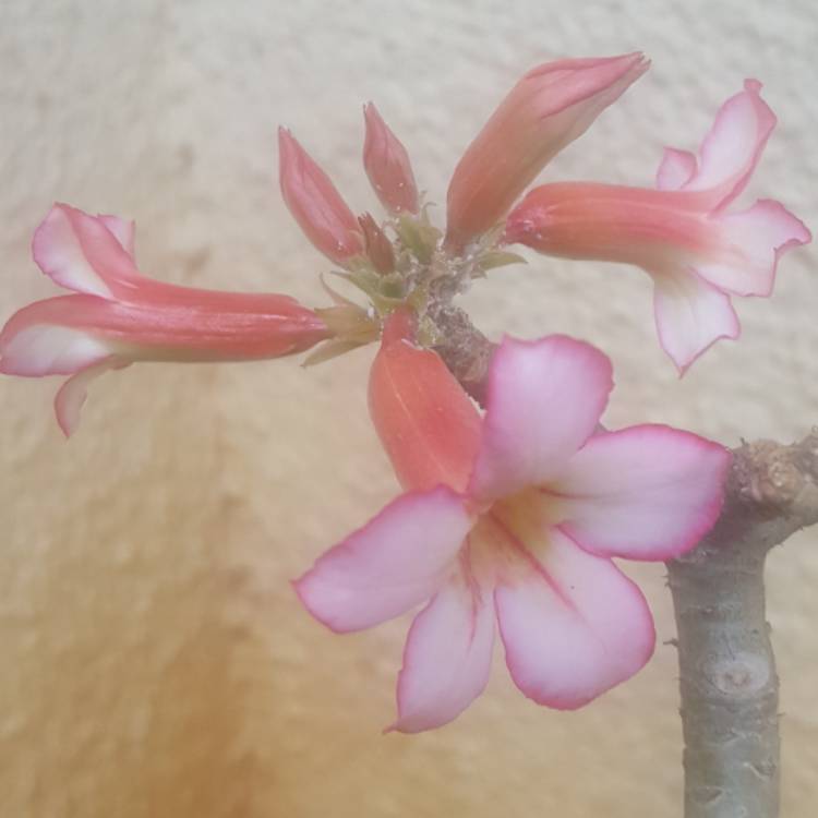 plant image 616636