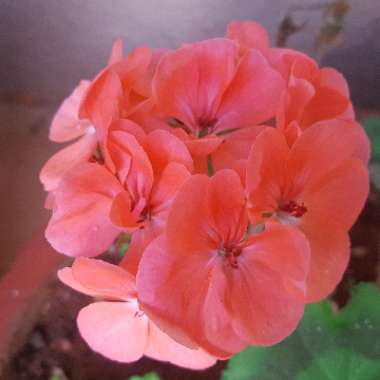 Pelargonium 'Speckles'