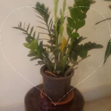 Zamioculcas zamiifolia