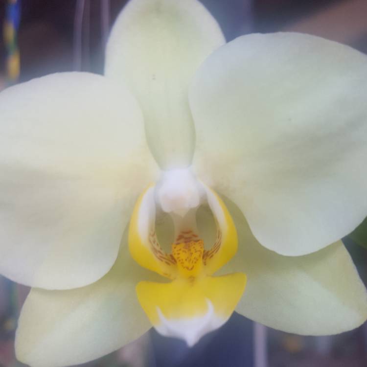 plant image 621261