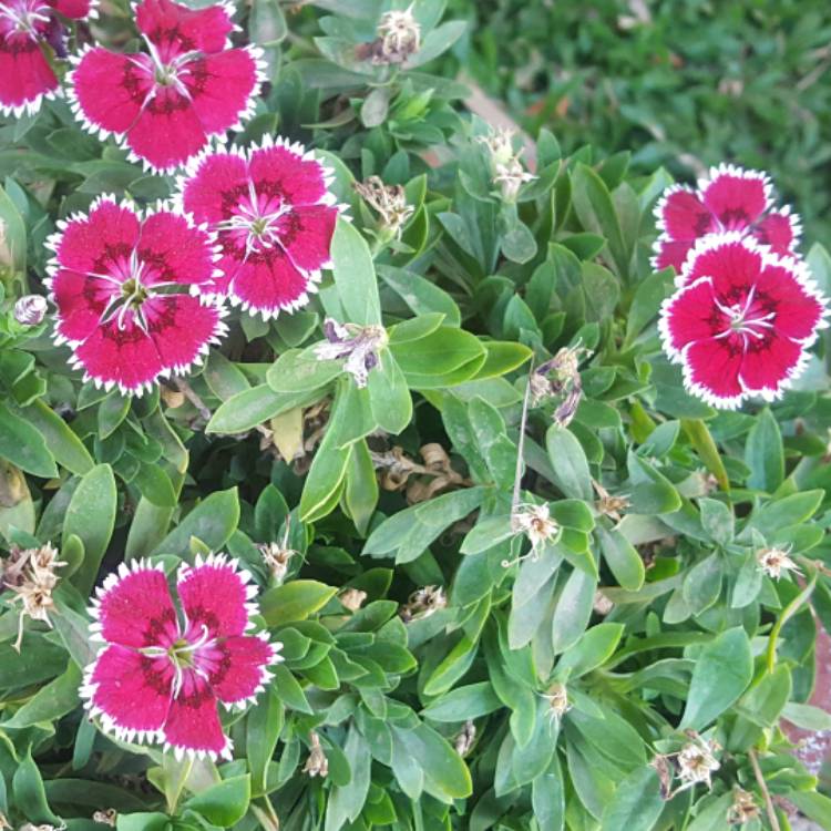Plant image Dianthus 'Pink Kisses'