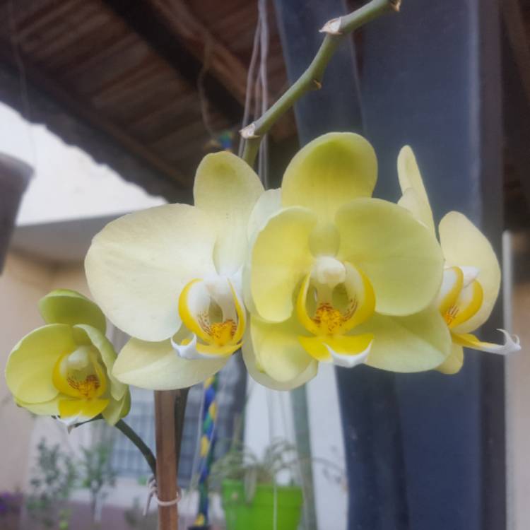 plant image 627259
