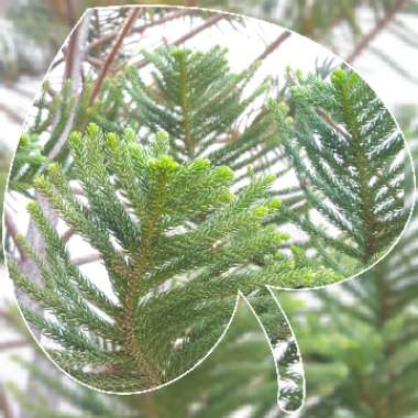 Araucaria heterophylla