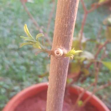 Cestrum nocturnum