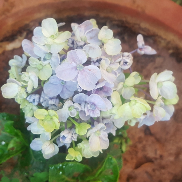 plant image 641269 plant image 641269