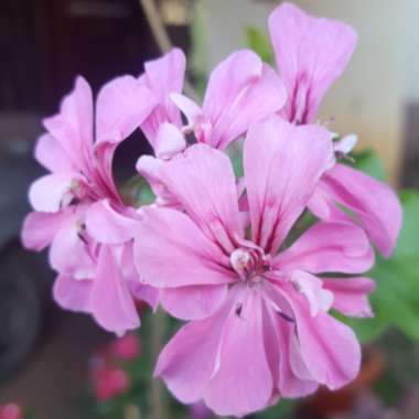 Pelargonium 'Pink Capricorn' syn. Pelargonium 'Pink Capitatum'