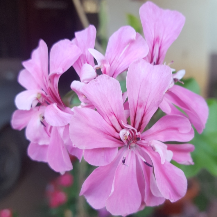 plant image 657231 plant image 657231