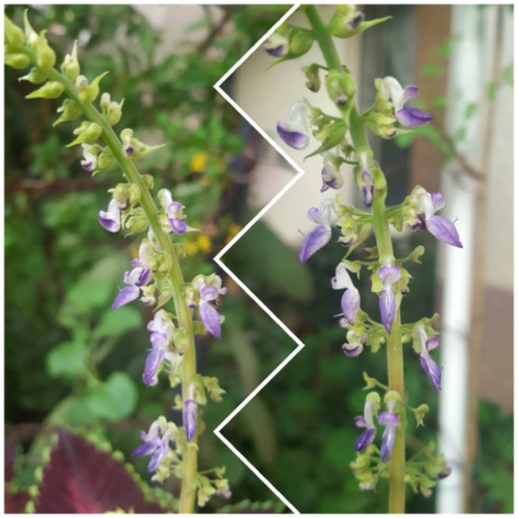 Plant image Plectranthus scutellarioides 'Flame Dancers'