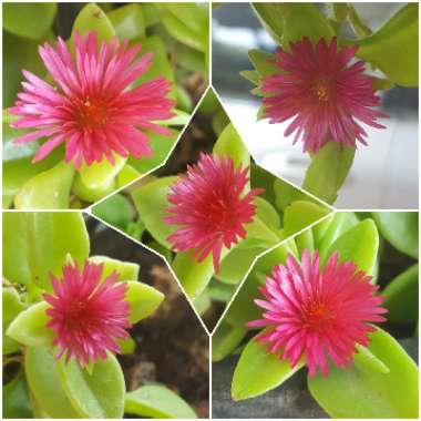 Aptenia cordifolia