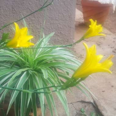Hemerocallis lilioasphodelus