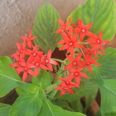 Pentas lanceolata 'Nova'