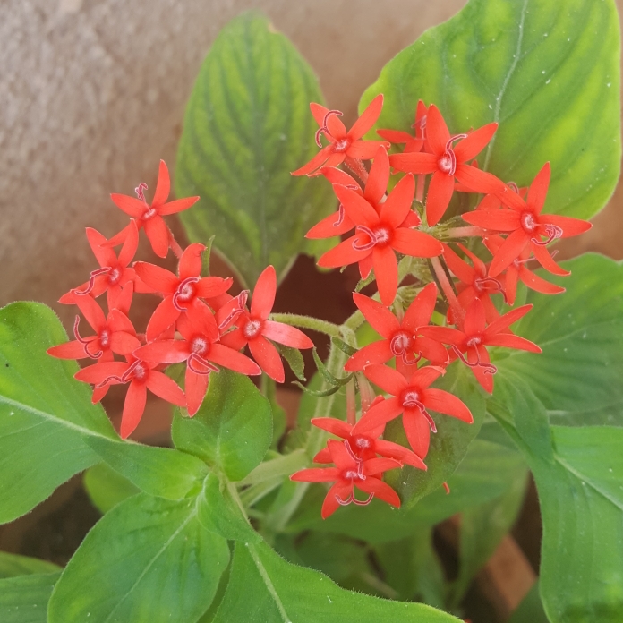 plant image 824105