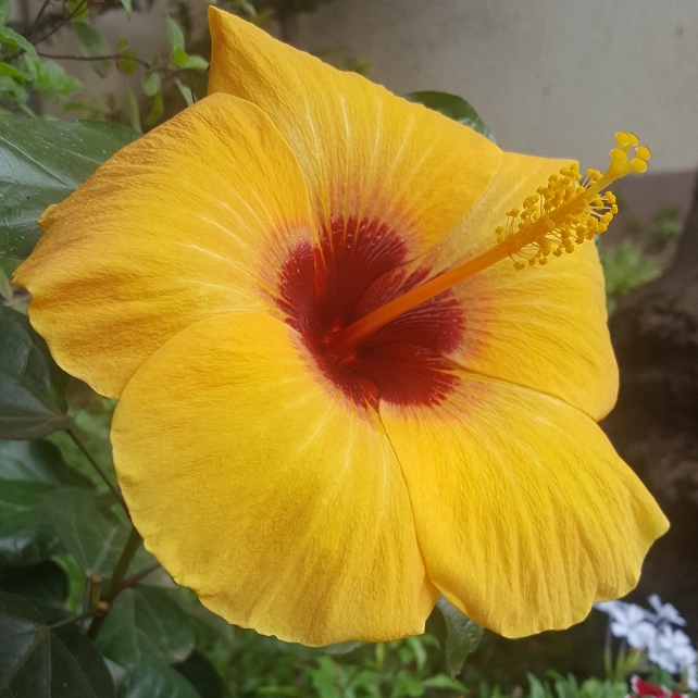 plant image 830857 plant image 830857